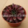 批發紫牡丹 仙人多肉迷你花卉綠色植物盆栽 防輻射景天科一件代發
