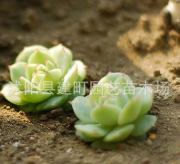 批發(fā)進(jìn)口多肉植物 靜夜 批發(fā)辦公室內(nèi)迷你小肉肉盆栽 吸甲醛