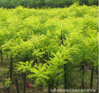 批發優質金枝槐 黃金槐樹苗 工程苗木 嫁接黃金槐 基地供應