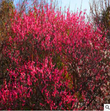 供應各種規格紅梅小喬木園林庭院工程綠化