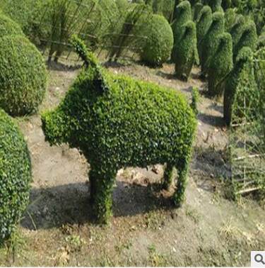 基地大量批發小葉女貞球 苗造型樹工程綠化花園花卉