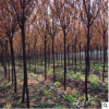 出售各種規格紅葉李工程園林綠化觀葉植物