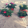 基地大量現貨批發批發月季 玫瑰月季 鮮玫瑰花 玫瑰花苗