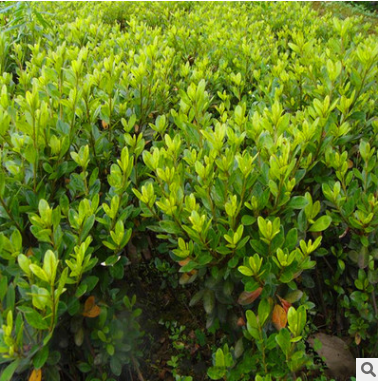 出售春鵑夏鵑毛杜鵑小苗灌木工程綠植道路綠化