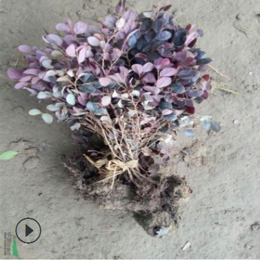 供應紅花繼木紅檵花灌木工程綠植道路綠化