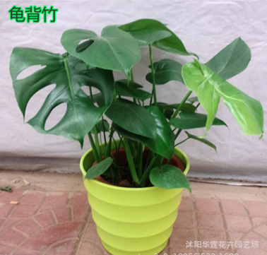 龜背竹盆栽水培室內(nèi)大型綠植花卉進(jìn)化空氣蓬萊蕉鐵絲蘭穿孔喜林芋