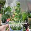 批發室內富貴竹盆栽 盆栽植物室內綠化 水培轉運竹 竹塔 節節高