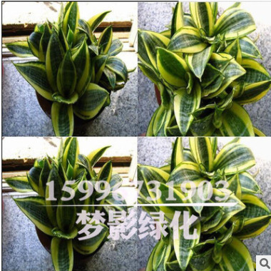 室內(nèi)花卉盆栽植物金邊虎皮蘭批發(fā)多肉植物精品盆景虎皮蘭苗盆栽