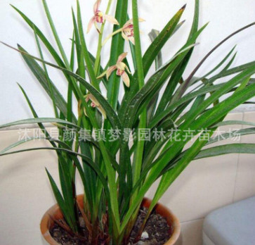 建蘭苗批發(fā)蘭花苗 墨蘭盆栽 惠蘭 四季長青 墨蘭 盆栽室內(nèi)花卉苗