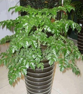 室內(nèi)小幸福樹平安樹植物客廳辦公室盆栽綠寶觀葉盆景幸福樹批發(fā)