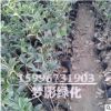 桂花苗銷售 桂花樹苗供貨 桂花小苗 規格齊全 成活率高 量大優惠