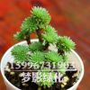 多肉植物球松多肉盆栽迷你小盆栽多肉植物批 肉肉植物 盆栽多肉