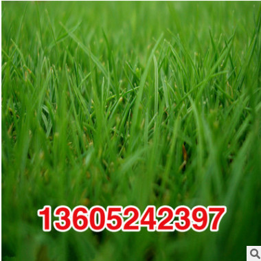 基地直銷黑麥草種子 優質精選黑麥草種子 牧草種子黑麥草質優價廉