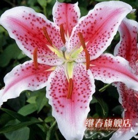 特價秒殺 百合種球【馬龍】香水百合,特價每個2.6元 量大優(yōu)惠