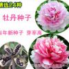 批發牡丹種子 芍藥種子 花卉種子 顏色齊全 當年新采