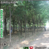 基地直銷國槐小苗品種純正批發國槐樹苗 成活率高全國發貨