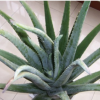 引進(jìn)美國(guó)品種 庫(kù)拉索蘆薈具有凈化空氣和輔助治療疾病等特殊效果