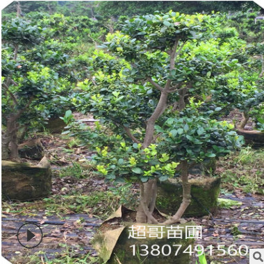 基地直銷綠化景觀苗木造型無刺枸骨樹樁 別墅、屋頂花園綠植首選