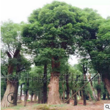 湖南超哥苗圃供應移栽香樟 園林常綠喬木全冠香樟 大香樟樹