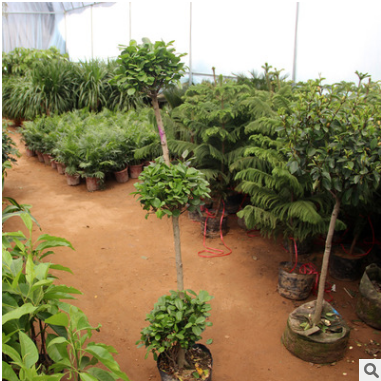 客廳大觀葉盆栽植物 搖錢樹 想發財就養金錢榕 吸甲醛綠