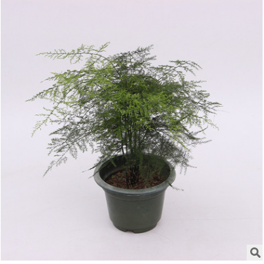 小盆栽植物辦公室凈化空氣植物 觀賞花卉 文竹 四季常青