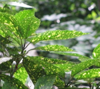 廠家批發桃葉珊瑚景觀綠化觀葉植物 園林工程桃葉珊瑚花卉苗木