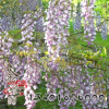 基地批發 紫藤 多花紫藤花苗 紫藤樹 攀援植物 庭院爬藤紫藤苗 舉報