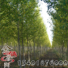 楸樹樹 價格 綠化工程 楸樹樹苗銷售 行道風景樹 楸樹基地發貨