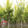 金葉榆批發金葉榆 園林庭院綠化金葉榆苗 小區行道景觀金葉榆苗