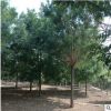 18公分老式國槐價格 12-13公分精品原生冠國槐 樹形優美