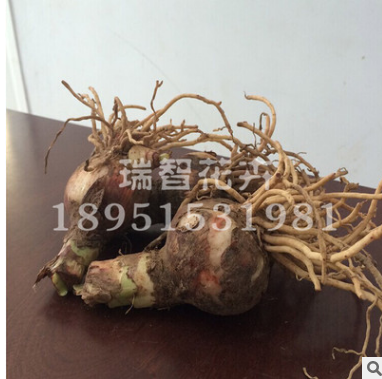 苗圃直銷 高檔綠植朱頂紅種球 法拉利大紅色 盆栽精靈朱頂紅