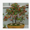 觀果精品盆栽 火棘苗四季長青.滿樹紅果惹人愛 盆景火棘