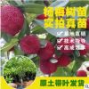 楊梅苗 嫁接東魁楊梅樹苗 營養(yǎng)杯發(fā)貨
