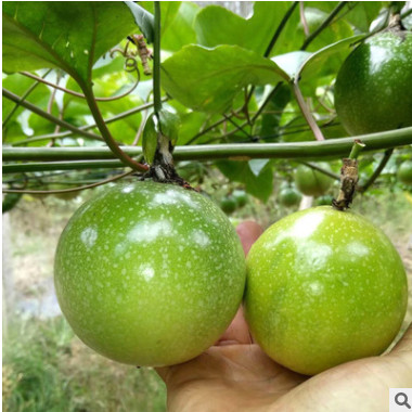 批發百香果苗 雞蛋果苗 紫色夏威夷果苗西番蓮苗果樹苗