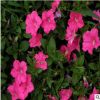 供應(yīng)批發(fā)進(jìn)口草花種子 牽牛花 喇叭花 矮牽牛 混色品種純正