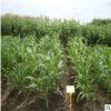 批發優質牧草種子 甜高粱 畜禽飼料 多用農作物 多品種