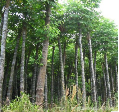 供應(yīng)市政綠化行道樹 欒樹庭院風(fēng)景樹基地直銷