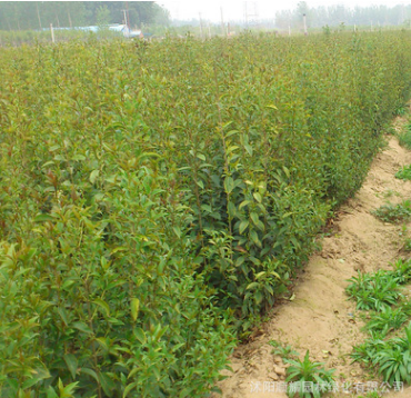 速生高桿大葉女貞苗 基地常年供應(yīng)優(yōu)質(zhì)園林苗木