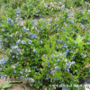 基地地栽果樹苗木 藍莓樹苗 庭院種植果樹苗