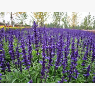 基地直銷 鼠尾草 馬鞭草 亂子草 萱草 水生地被 灌木 公園綠化