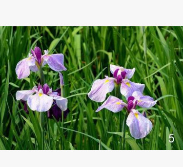 水生植物 玉蟬花 花菖蒲 耐寒 批發(fā)價格 工程綠化苗木 量大優(yōu)惠