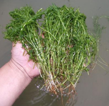 輪葉黑藻 伊樂藻 苦草 水生植物 河道綠化 燈籠微 大量供應(yīng)