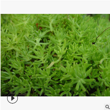 基地直銷 佛甲草 盆栽 屋頂綠化 多肉植物 品種齊全 量大優(yōu)惠