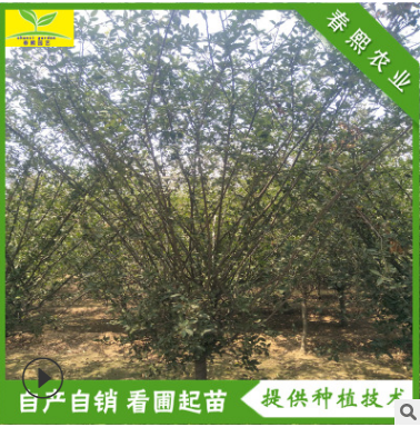 直銷垂絲海棠 園林綠化 地徑5 6 8 10公分海棠樹 西府海棠