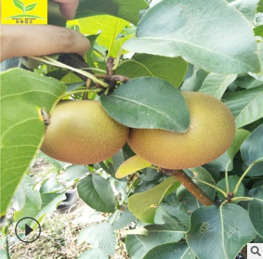 梨樹苗 農戶自家種植皇冠梨樹苗05 08 1 1.5公分梨樹苗