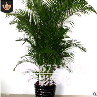 鳳尾竹批發(fā)室內(nèi)陽(yáng)臺(tái)盆栽花卉精品綠植盆景鳳尾竹苗規(guī)格齊全