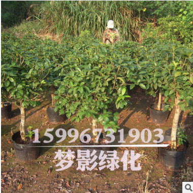 精品桂花 修剪成型 冠幅飽滿8-20公分八月桂花樹苗等 超過(guò)成活率