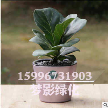 觀葉琴葉榕 大圓葉室內(nèi)盆栽大植物凈化易養(yǎng)花卉綠植 琴葉榕盆栽