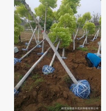 基地直銷金葉白蠟 彩葉苗木金葉白蠟5-14公分 2-3年冠幅