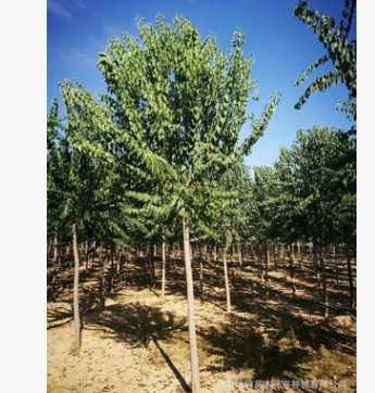 產地直銷綠化苗木絲棉木 3-20公分絲棉木秋季熱銷